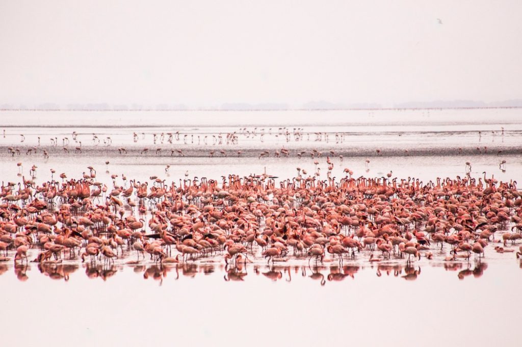 lake manyara