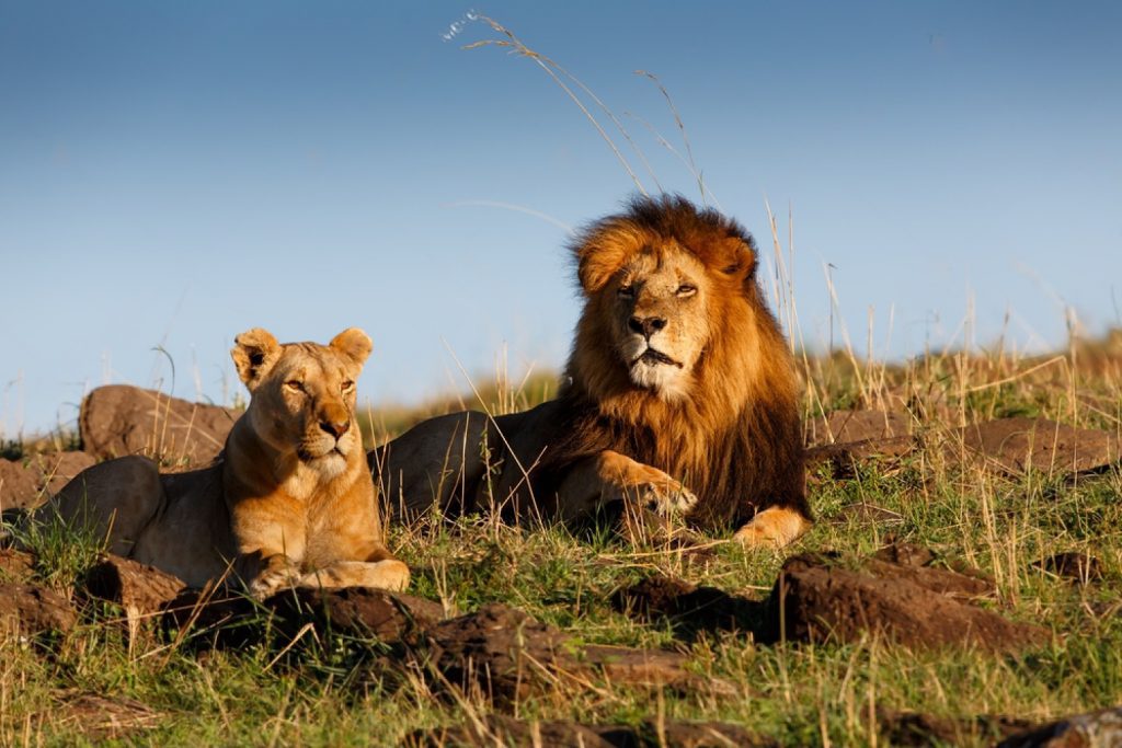 masai-mara