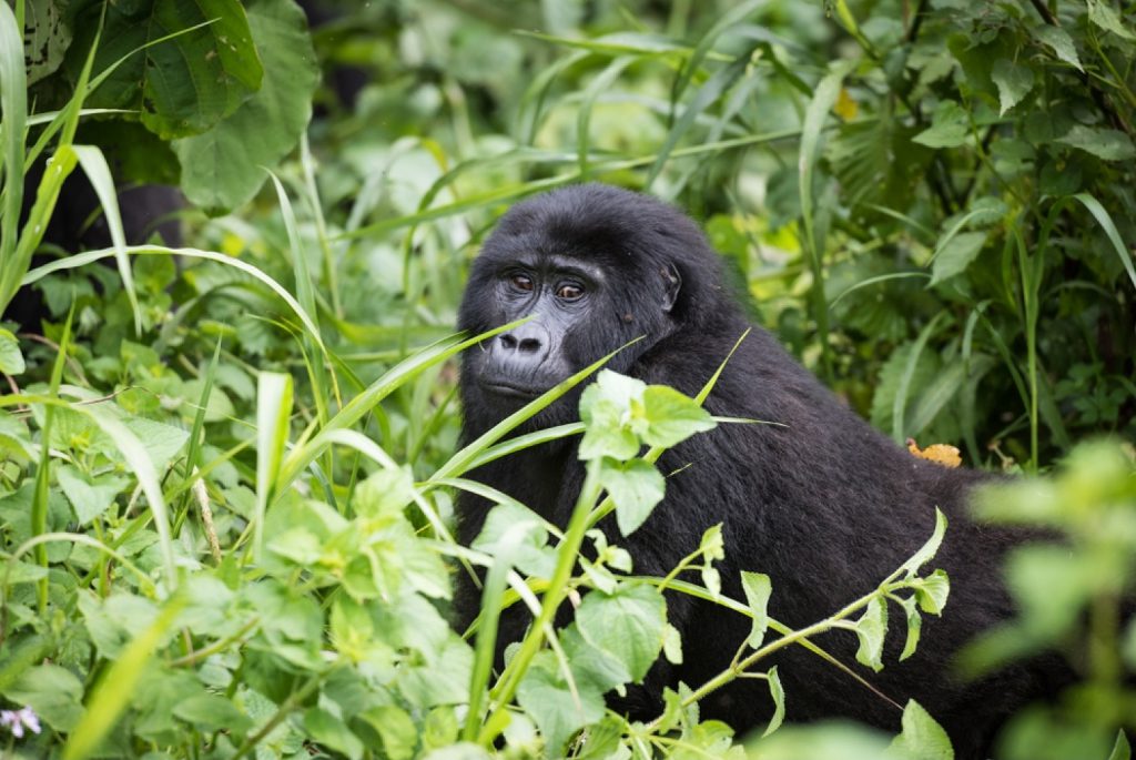 uganda gorillas