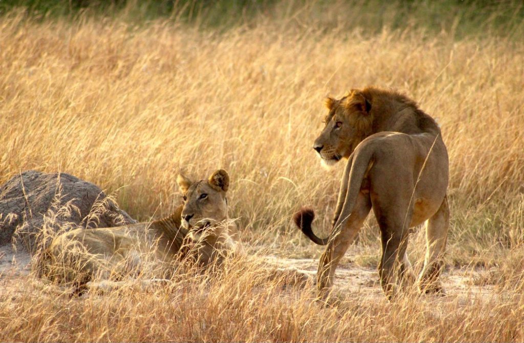 uganda wildlife