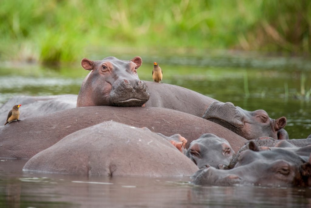 uganda wildlife