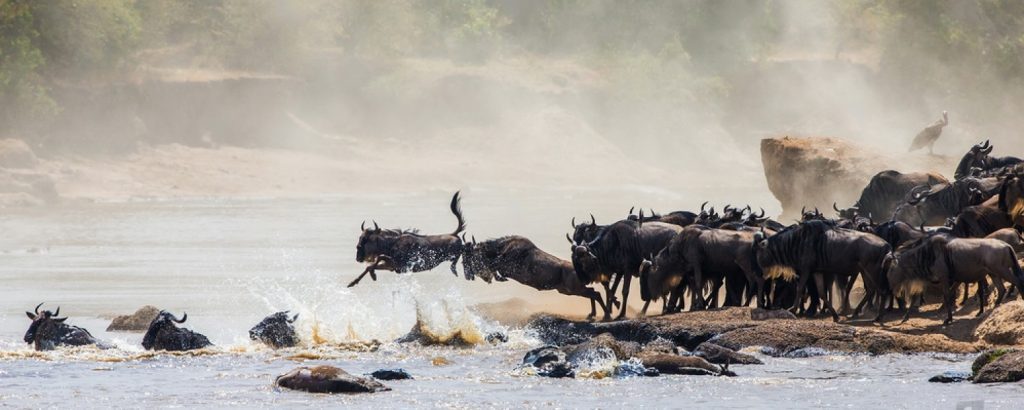 wildebeest